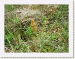 Pitcher Plants at The Bog - Cabot Trail * 2592 x 1944 * (2.49MB)
